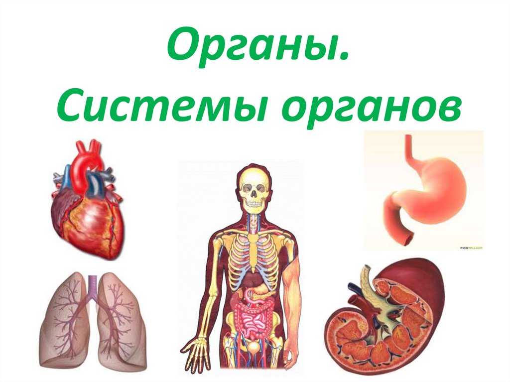 Изображения систем органов человека. Системы органов. Органы и системы органов. Системы органов человека человека. Системы органов человека схема.