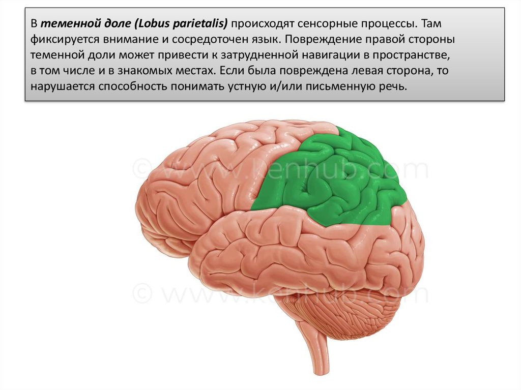 Лобно теменная область мозга. Проявления поражения теменной доли.. Теменной область головного мозга-. Поражение теменной доли коры головного мозга.