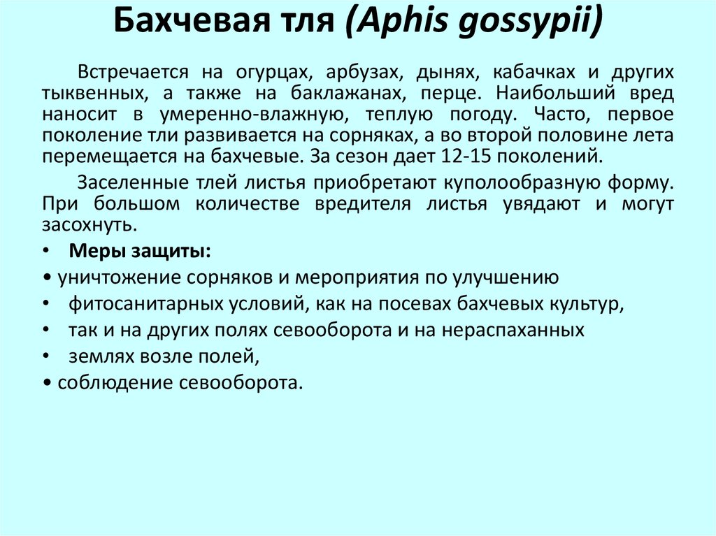 Бахчевая тля (Aphis gossypii)