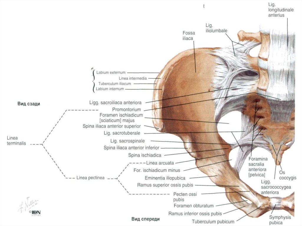 Связки малого таза. Костно-связочная основа таза. Связки таза анатомия. Костно-связочная основа таза топографическая анатомия.