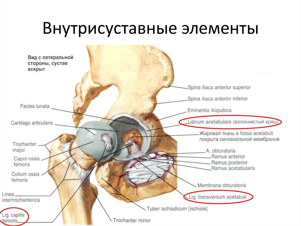 Соединения нижних конечностей. Внутрисуставные элементы. Внутрисуставные хрящи. Внутрисуставные связки. Внутрисуставной хрящ коленного сустава.