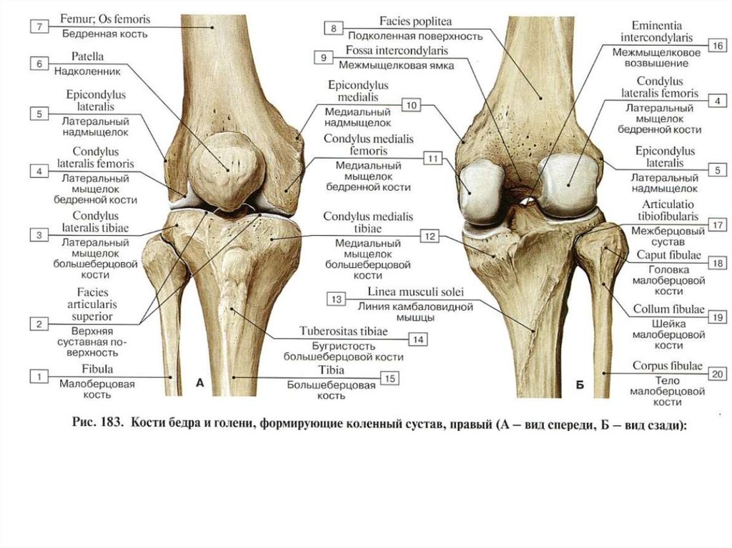Мыщелки. Костная структура коленного сустава. Строение коленного сустава. (Кости, связки, мыщелки). Латеральный мыщелок бедренной кости рентген. Латеральный мыщелок большеберцовой кости кости.