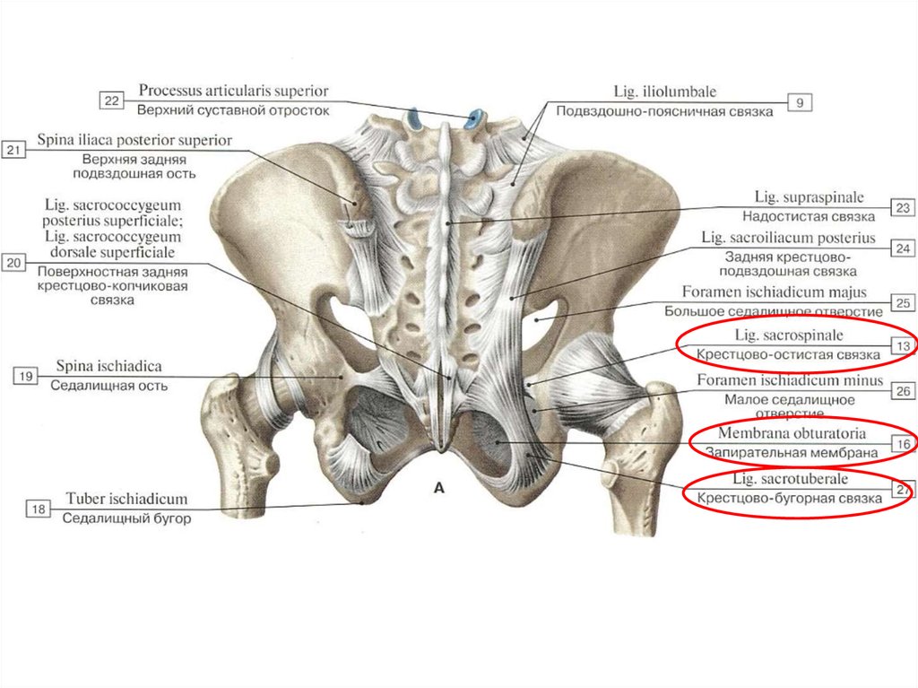 Подвздошная кость слева. Соединения пояса нижних конечностей вид спереди. Связки крестца анатомия. Кресцово бугорнаясвящка.