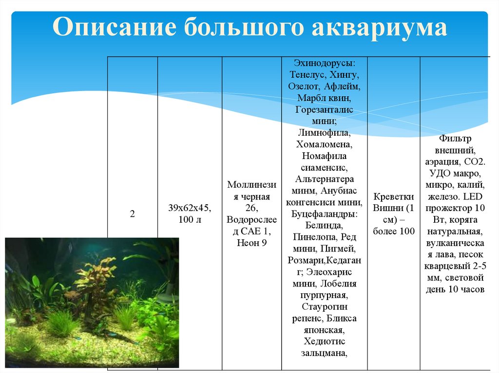 Аквариум как модель экосистемы практическая работа 2. Аквариум модель водоема. Таблица со2 в аквариуме. Аквариум как модель экосистемы. Условия жизни в аквариуме.