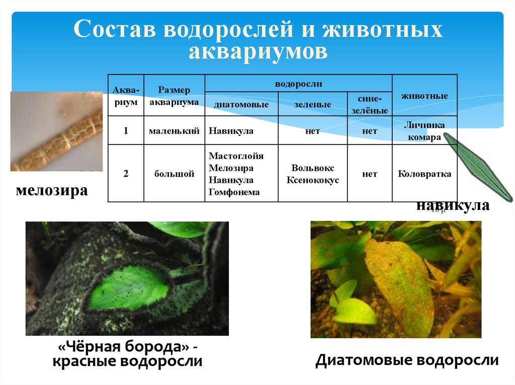 Сходство водорослей