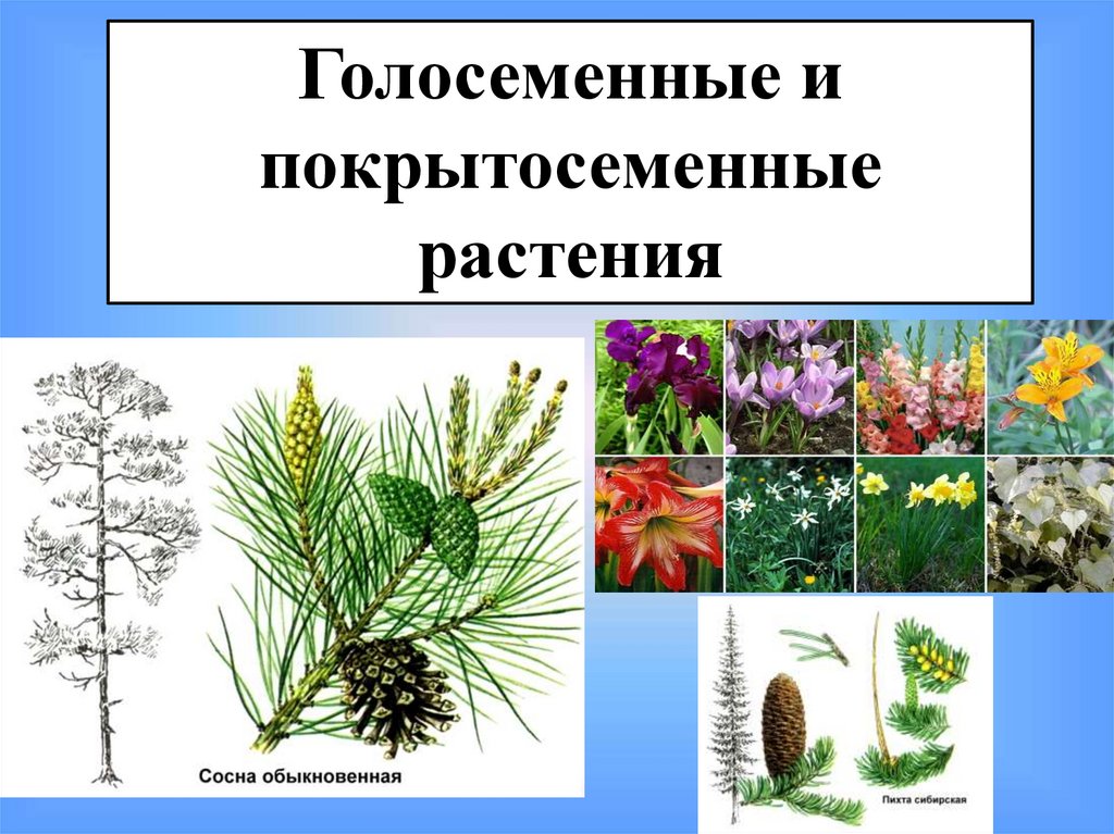 Голосеменные растения и покрытосеменные растения презентация