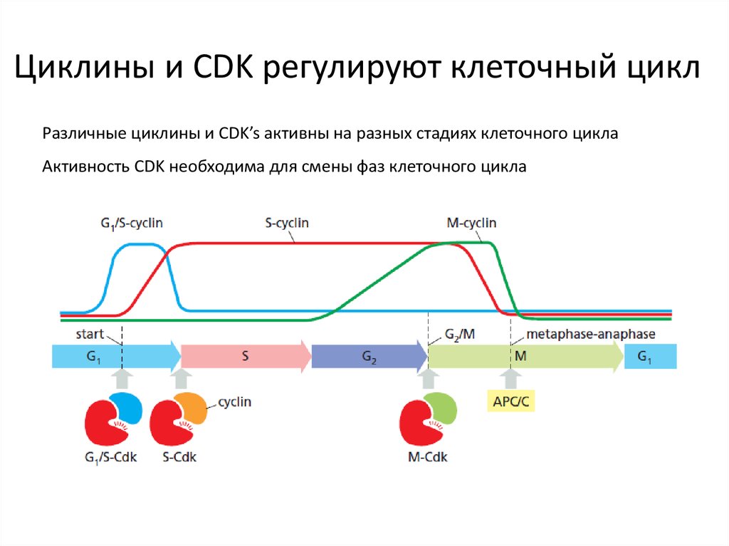 Циклины и CDK регулируют клеточный цикл
