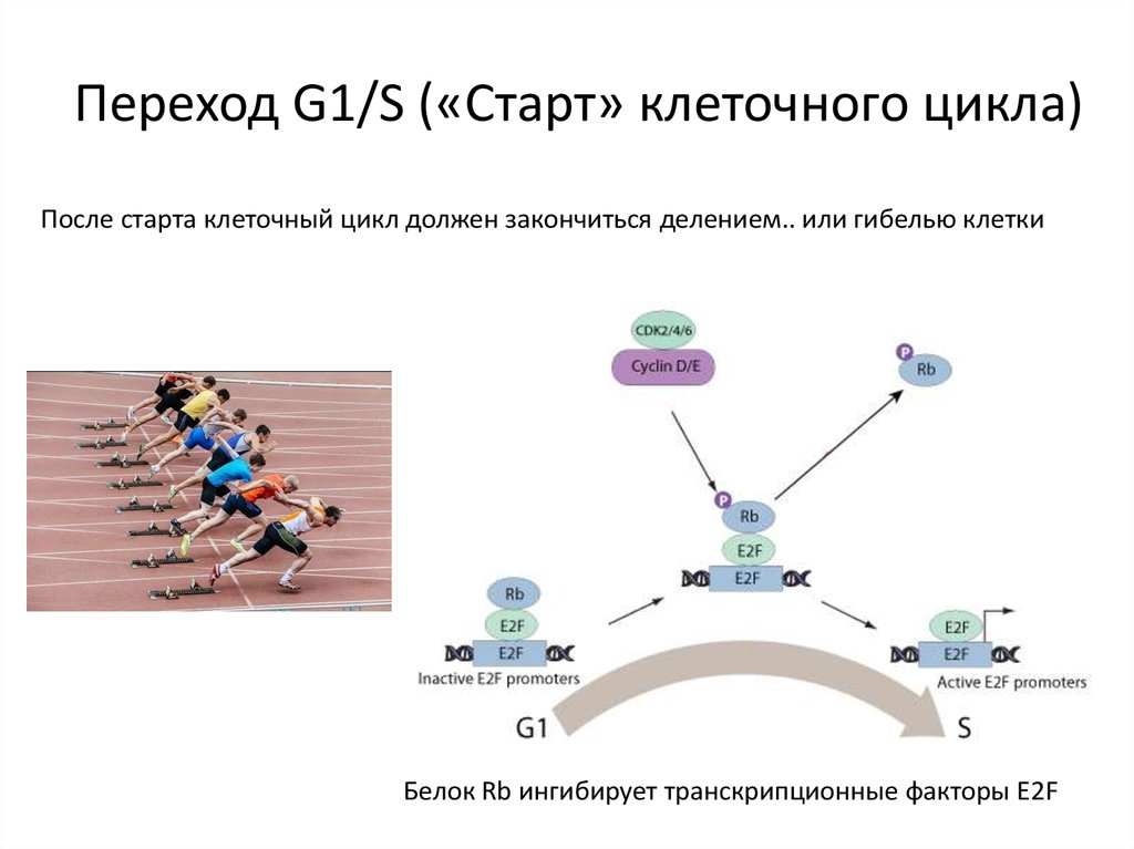 Переход G1/S («Старт» клеточного цикла)