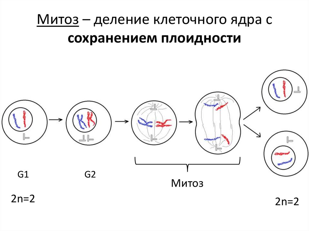 5 фаз деления клетки. Деление клетки митоз схема. Стадии деления клетки митоз. Схема деления митоза. Этапы деления клетки митоз.