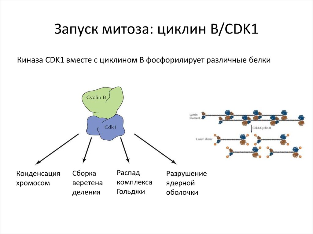 Запуск митоза: циклин В/CDK1