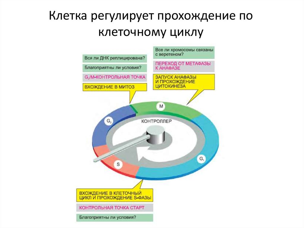 Контрольный цикл. Контрольные точки клеточного цикла. Контрольные точки жизненного цикла клетки. Цикл клетки презентация. Белки контролирующие и регулирующие клеточный цикл.