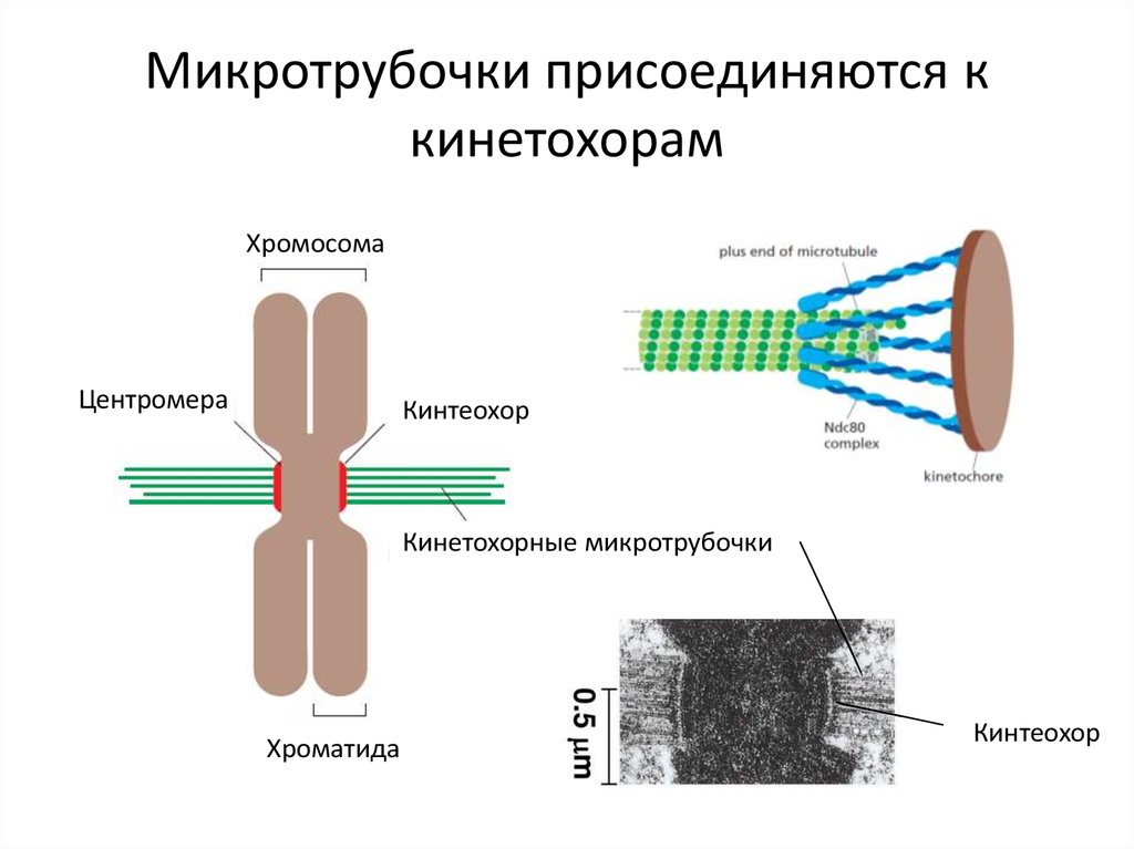 Микротрубочки присоединяются к кинетохорам