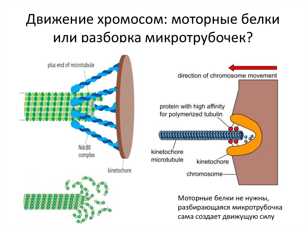 Движение хромосом: моторные белки или разборка микротрубочек?