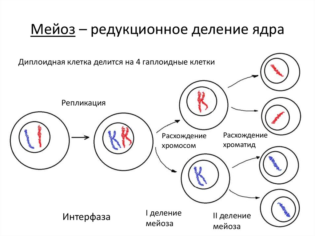 Гаплоидная клетка с двухроматидными хромосомами. Жизненный цикл клетки митоз схема. Жизненный цикл клетки мейоз схема. Жизненный цикл клетки схема мейзощ. Деление клетки жизненный цикл митоз.