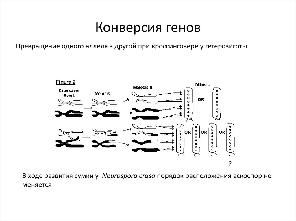 Обмен участками между гомологичными хромосомами в мейозе. Рекомбинация у бактерий типы рекомбинаций. Механизмы гомологичной и негомологичной рекомбинации. Профаза ампула. Три рекомбинации генов в мейозе.