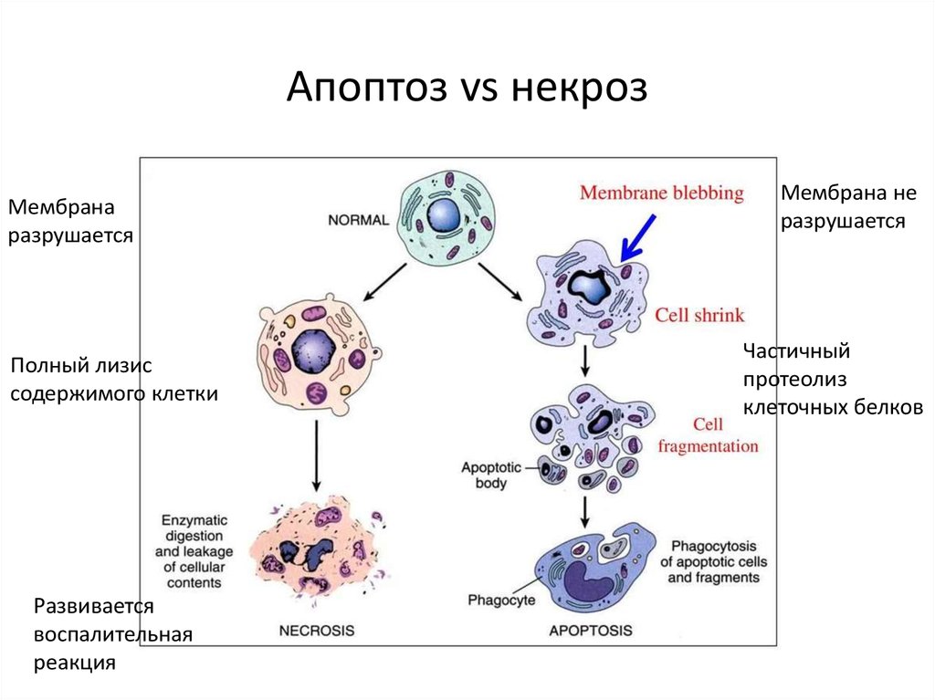 Митоз клеток крови. Апоптоз клетки. Апоптоз клетки схема. Механизм апоптоза схема. Механизм развития апоптоза.