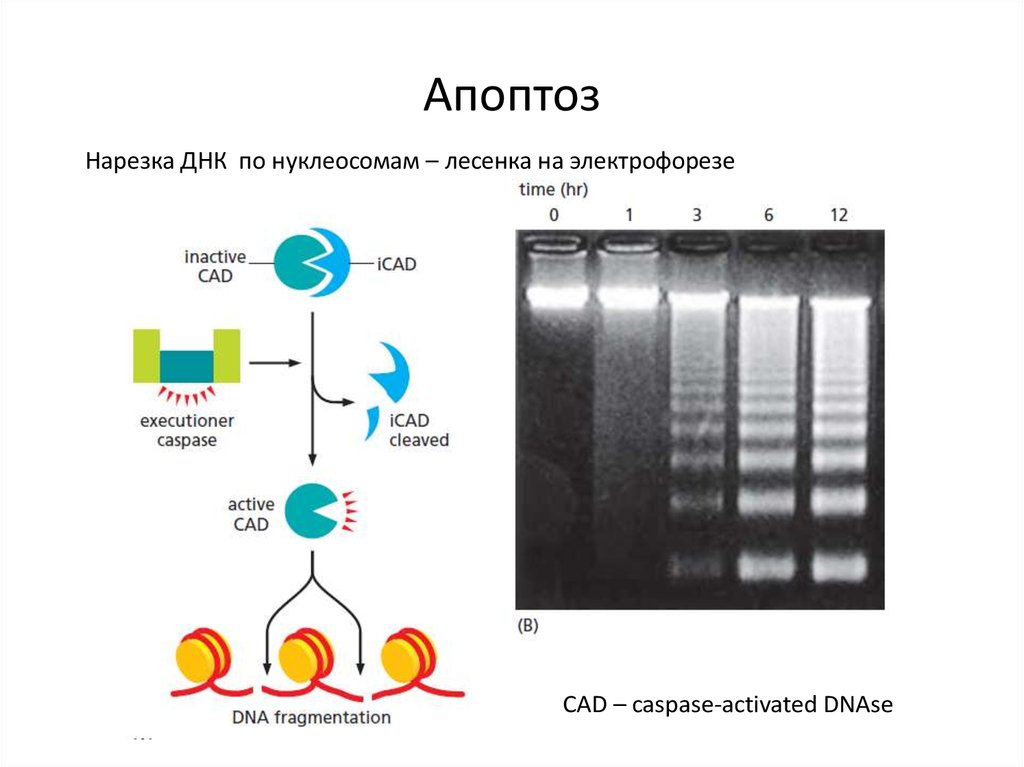 Фазы мейоза: телофаза II и цитокинез