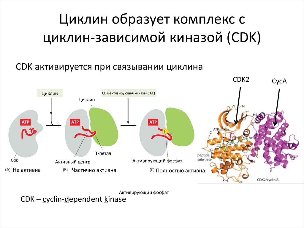 Циклин образует комплекс с циклин-зависимой киназой (CDK)