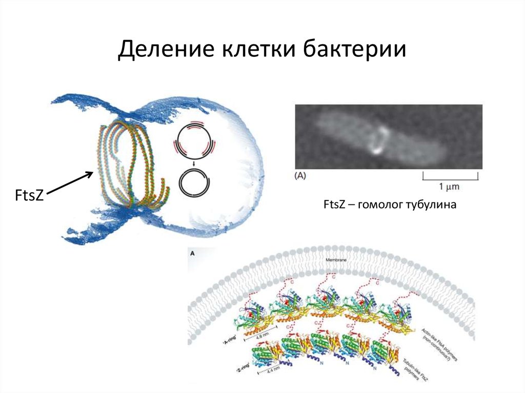 Синтез белков тубулинов. Клеточный цикл тубулин. Тубулин деление клетки. Синтез тубулина в клеточном цикле. Клеточный цикл и его периоды.