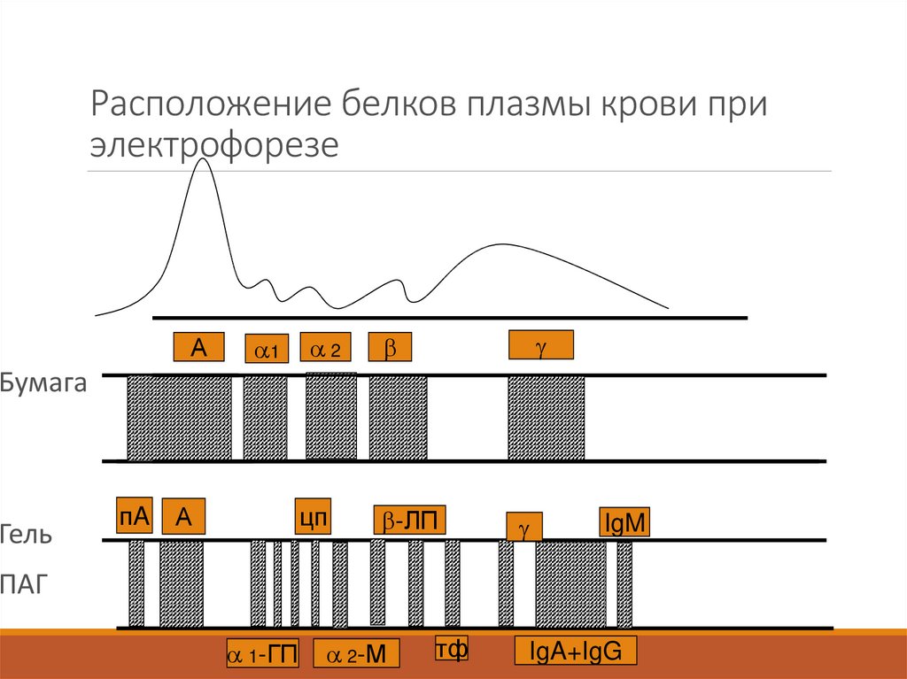 Расположение белков