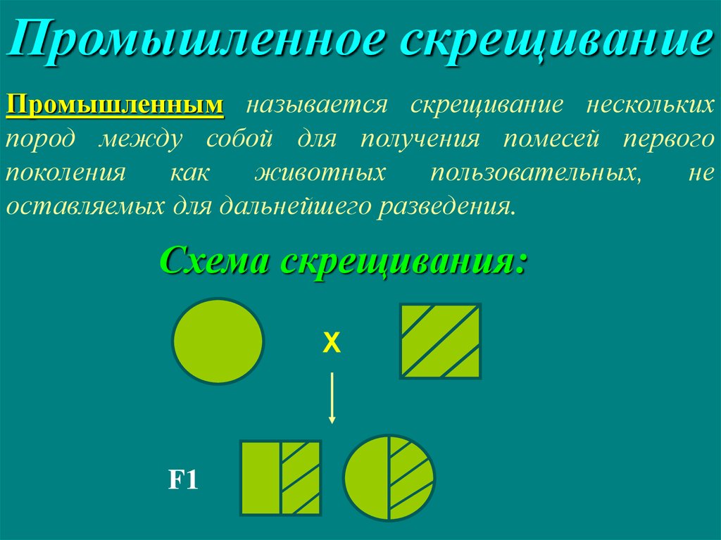 Схема вводного скрещивания