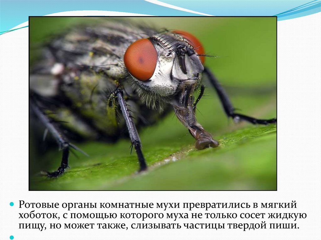 Комнатная муха как называется. Ротовой аппарат мухи. Хоботок мухи. Ротовые органы комнатной мухи. Муха (насекомое).