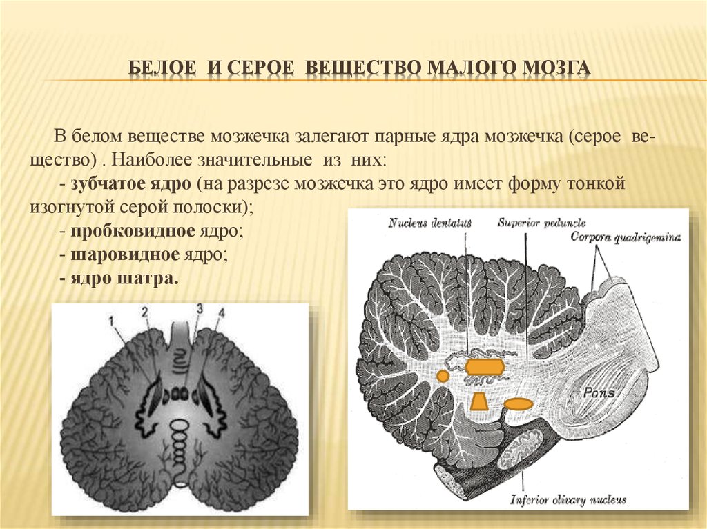 Какую функцию выполняет серое вещество мозга. Структура серого вещества мозга. Серое и белое вещество мозжечка. Мозжечок анатомия серое вещество.