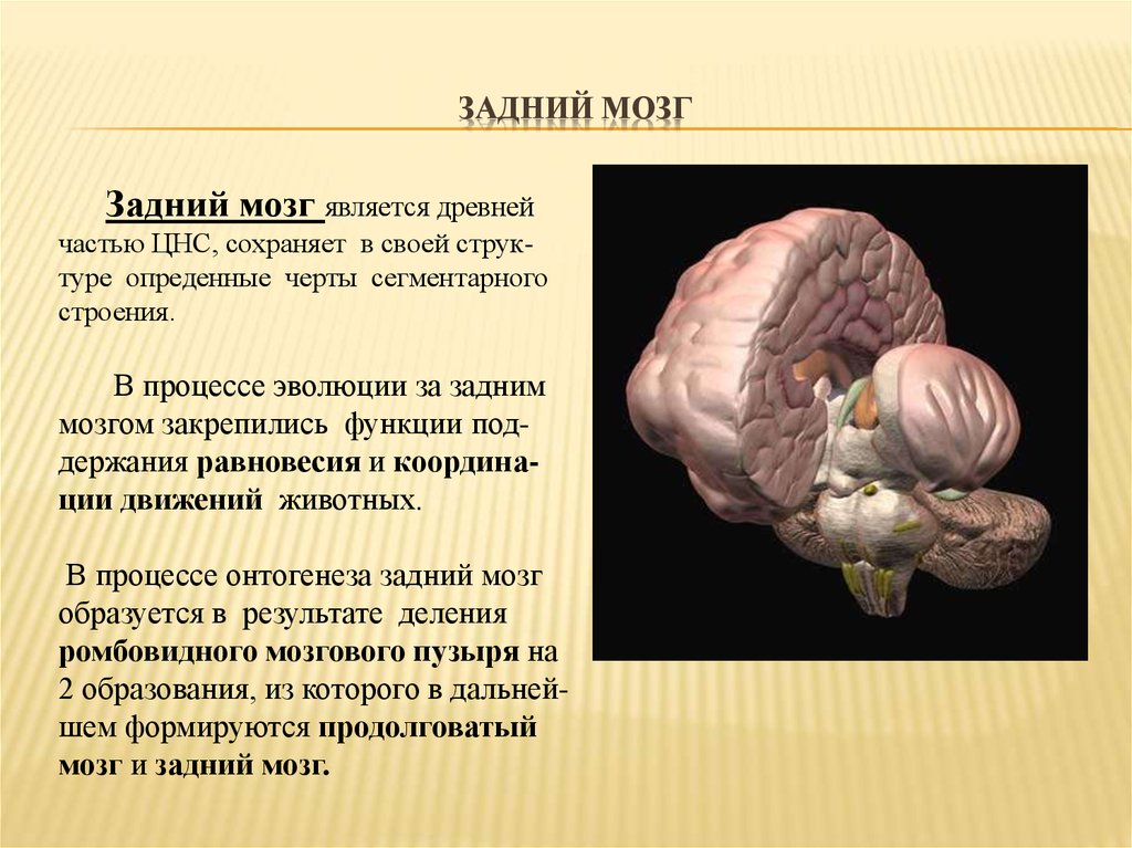 Роль мозга в организме. К структурам заднего мозга относятся. Задний мозг. Что относится к заднему мозгу. Задний мозг строение анатомия.