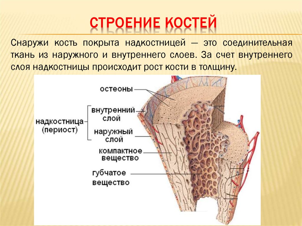 Рост губчатых костей. Внутренне строение костей надкостница. Ткани анатомия строение кости. Строение кости надкостница кость. Костная ткань надкостница.