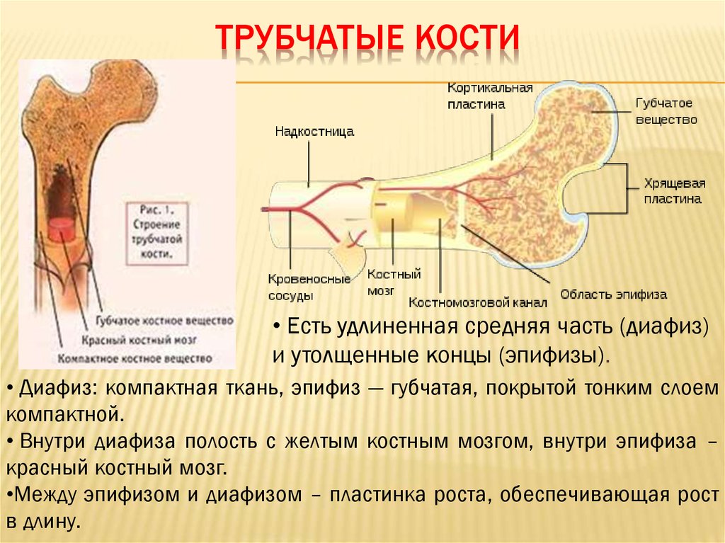 Какие функции выполняют трубчатые кости. Трубчатая кость диафиз и эпифиз. Строение длинной трубчатой кости. Трубчатая кость желтый костный мозг. Строение трубчатой кости биология 8.