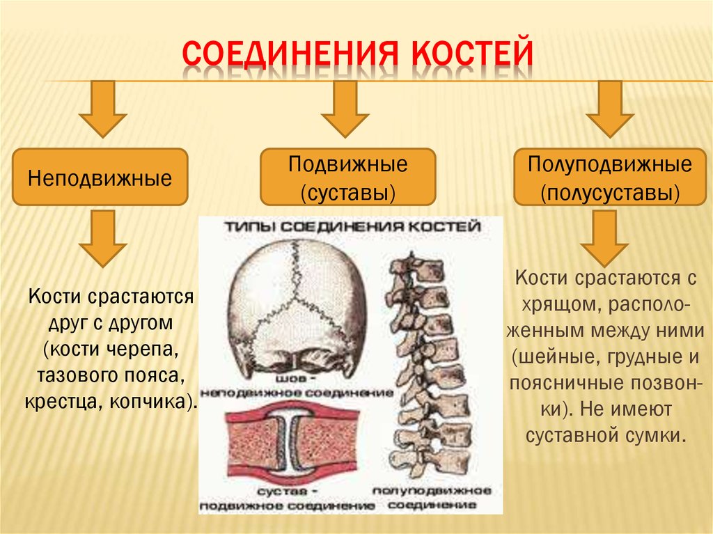 Правильное соединение костей. Соединения костей подвижные и неподвижные полуподвижные таблица. Полуподвижные соединения костей. Подвижные и полуподвижные соединения костей. Подвижная полуподвижная неподвижная соединение костей.