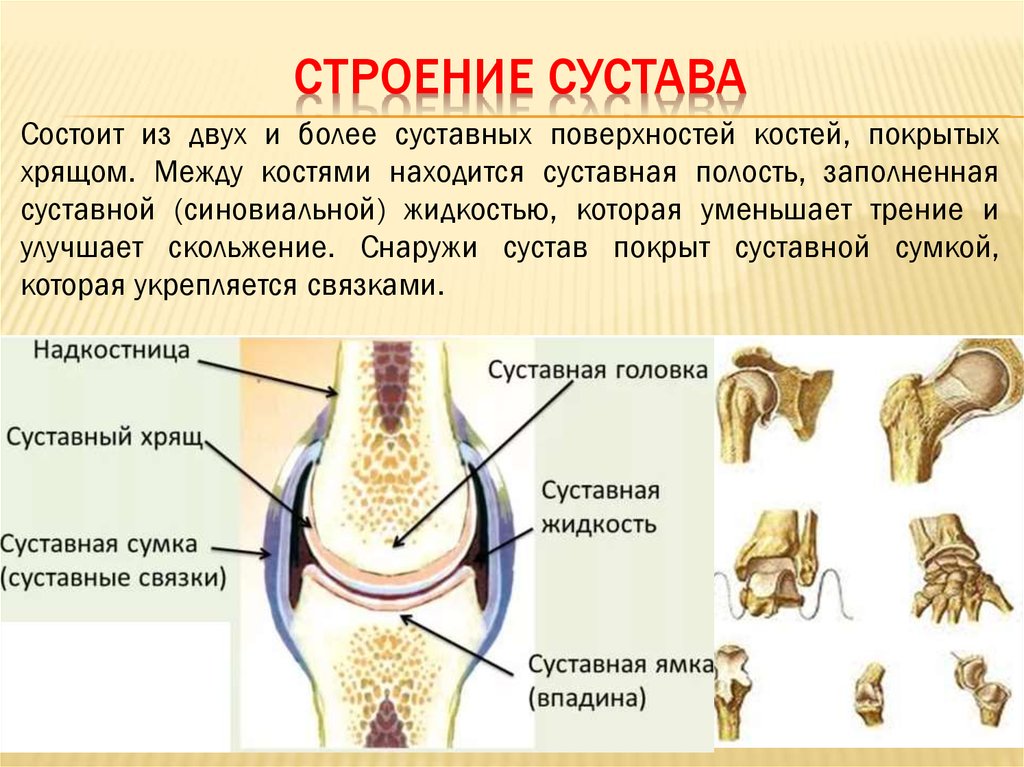 Внутренняя поверхность костей. Строение и функции суставов. Строение сустава и его функции. Строение сустава человека анатомия. Строение и функции суставов человека.