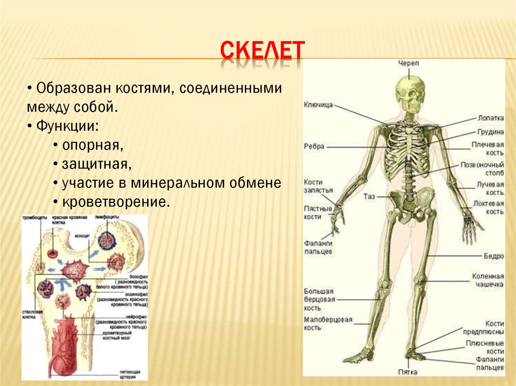Какой отдел скелета образует кости. Скелет человека. Скелет образован. Скелет человека образован.