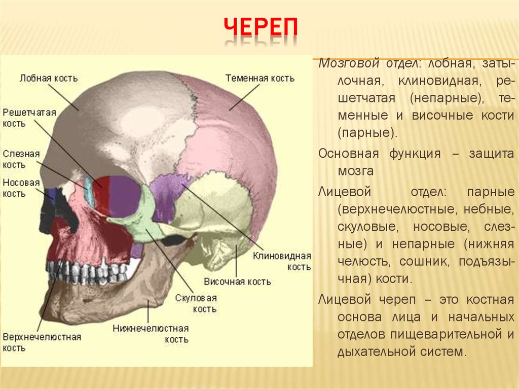 На рисунке изображен скелет головы человека какой цифрой обозначена теменная кость