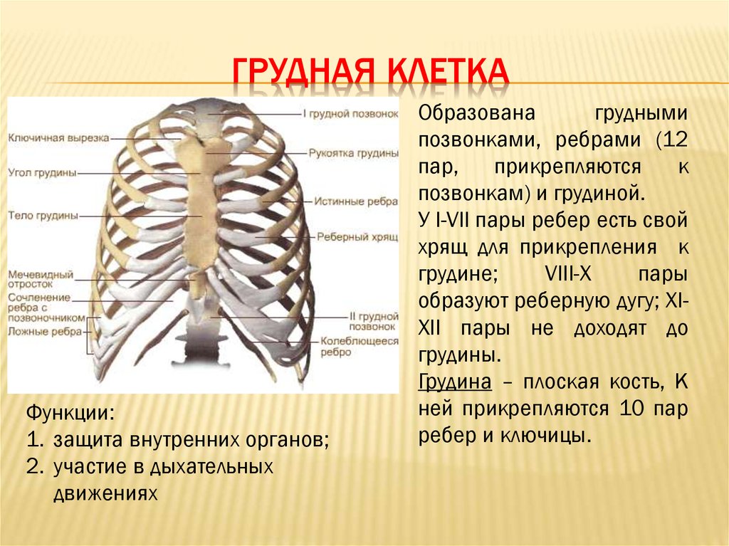 Ребро отдел скелета. Строение и функции грудины. Грудина кости анатомия. Грудная клетка с ребрами и грудиной. Анатомия скелет грудной клетки ребра Грудина.