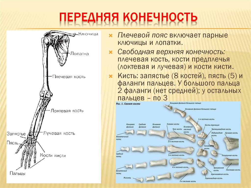 5 кость пояса верхних конечностей. Строение скелета передних конечностей человека. Верхняя конечност Скелеть кости скелет. Скелет человека верхней конечности костей. Анатомия передние конечности.