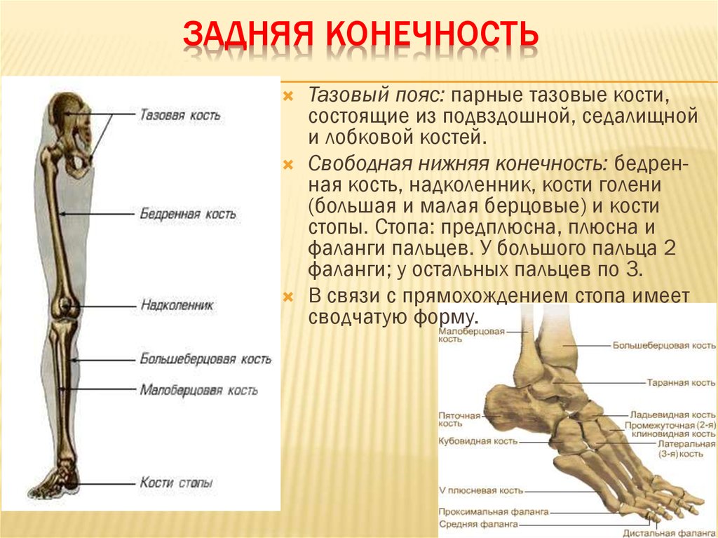 Анатомия нижней конечности человека