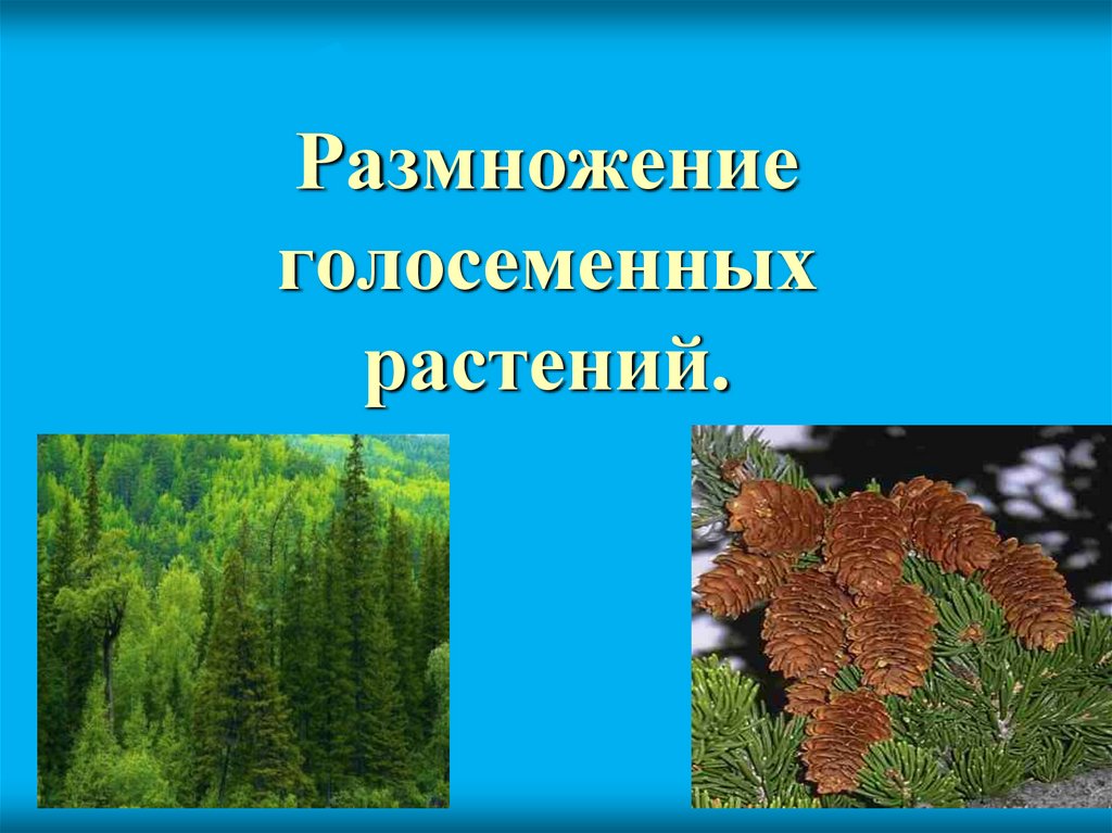 Водоросли голосеменные растения