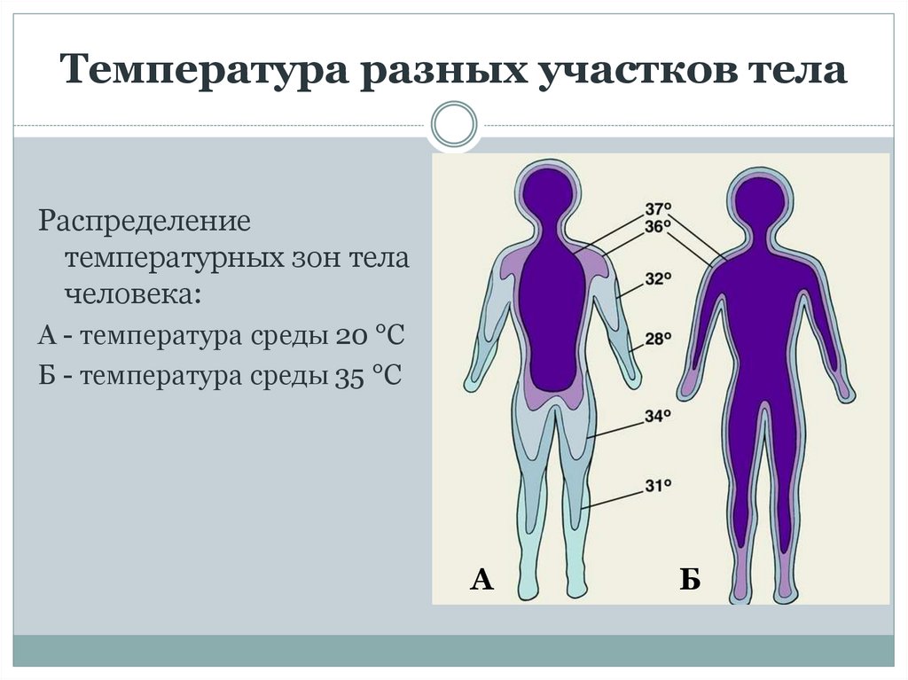 При изменении температуры тела изменяются. Распределение температуры тела человека. Температура тела в различных участках тела. Температура участков тела человека. Изменение температуры тела.
