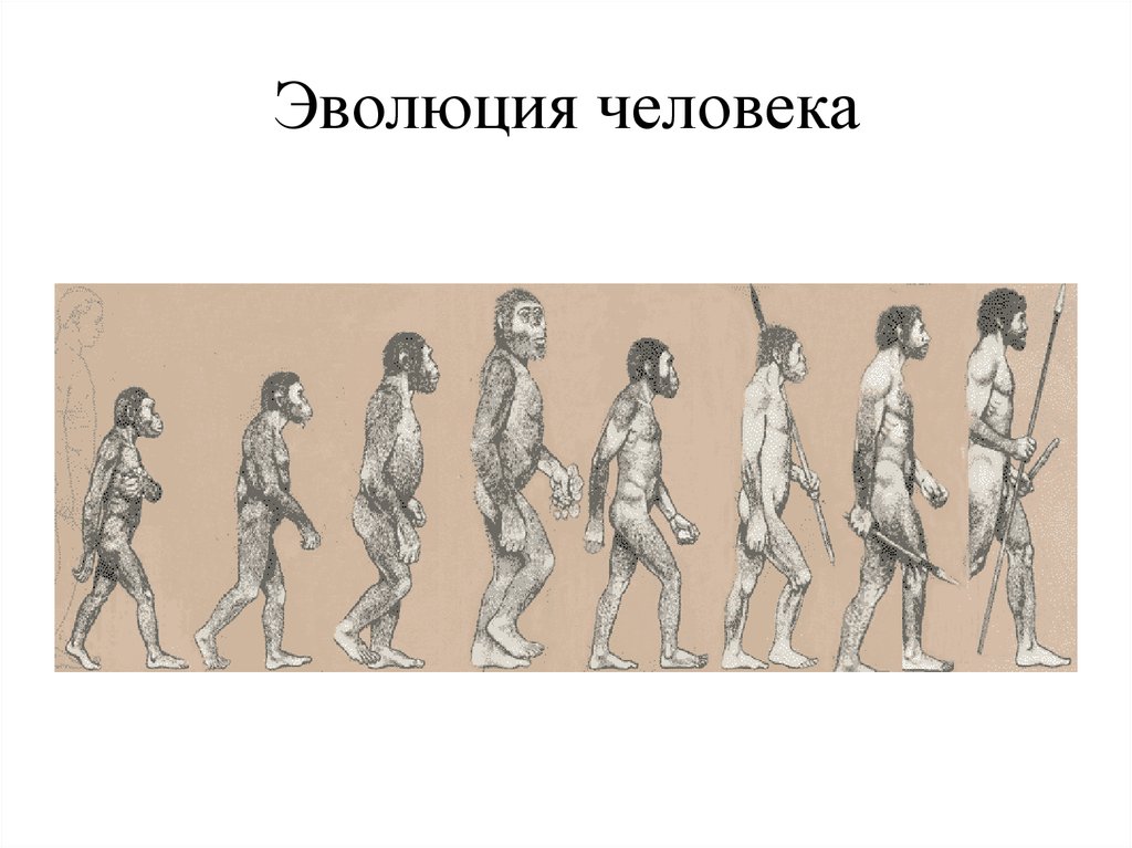 Эволюция человека. Развитие человека. Этапы развития человека. Этапы эволюции человека.