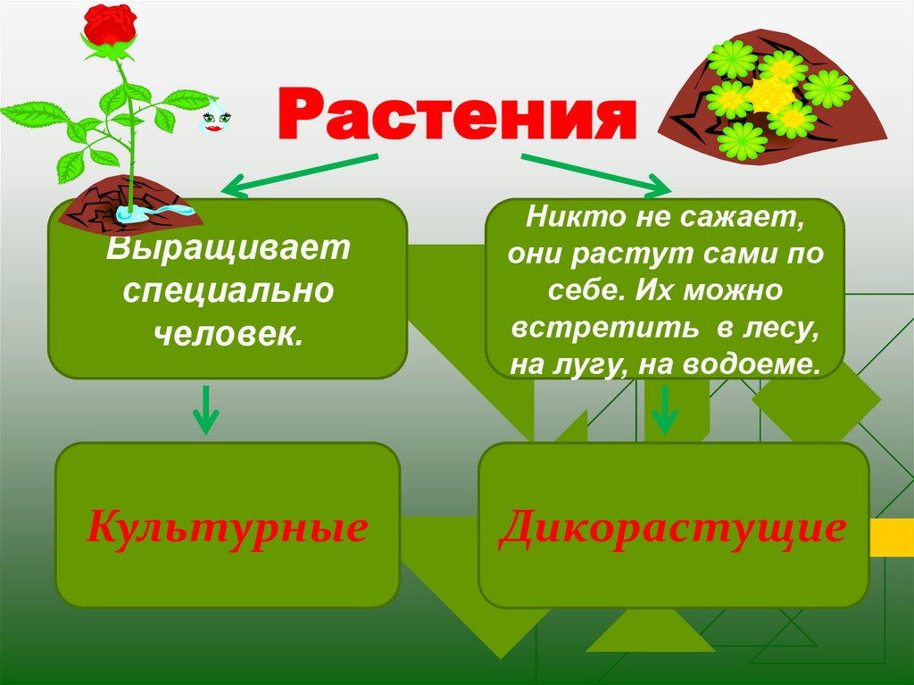 Дикорастущее растение презентация 2 класс. Культурные растения выращивает человек. Многообразие культурных растений презентация. Культурные растения 6 класс биология. Разнообразие и продуктивность культурных растений.