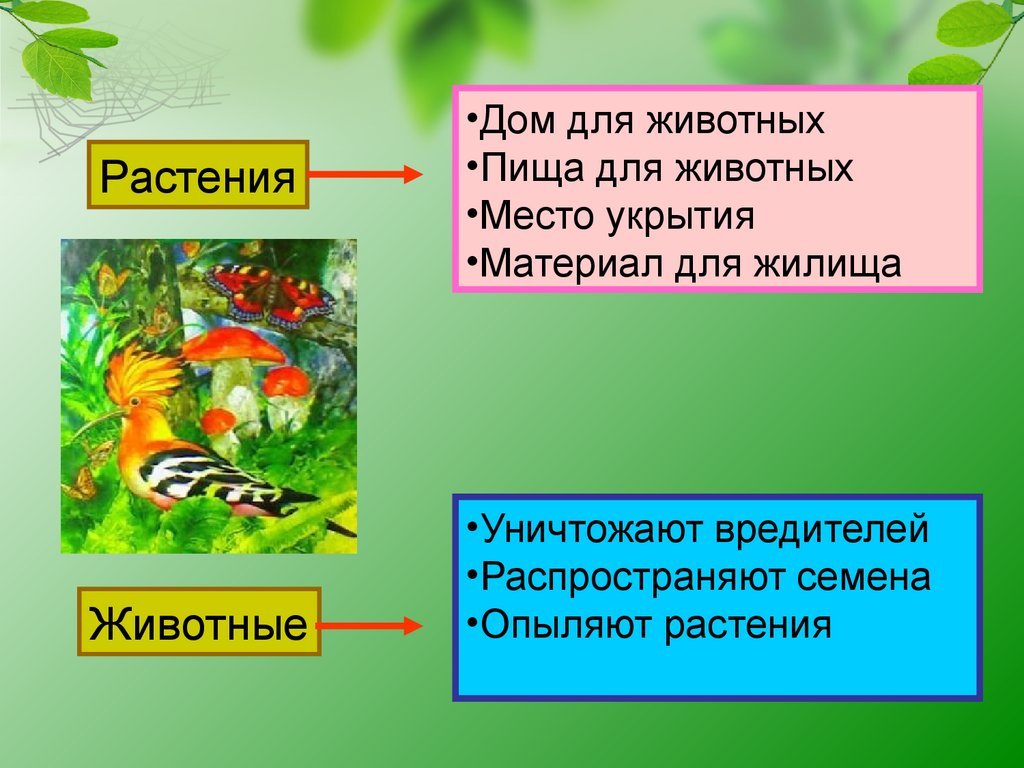 Примеры связей между растениями и животными. Невидимые нити в осеннем лесу. Пример невидимых нитей в осеннем лесу. Невидимые нити в лесу окружающий мир. Невидимые нити в осеннем лесу окружающий мир.