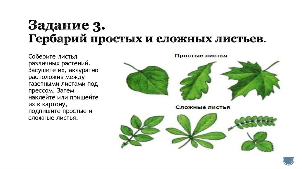 Название растения листья простые. Сложные листья. Строение сложных листьев. Простые листья и сложные листья. Гербарий простые и сложные листья.