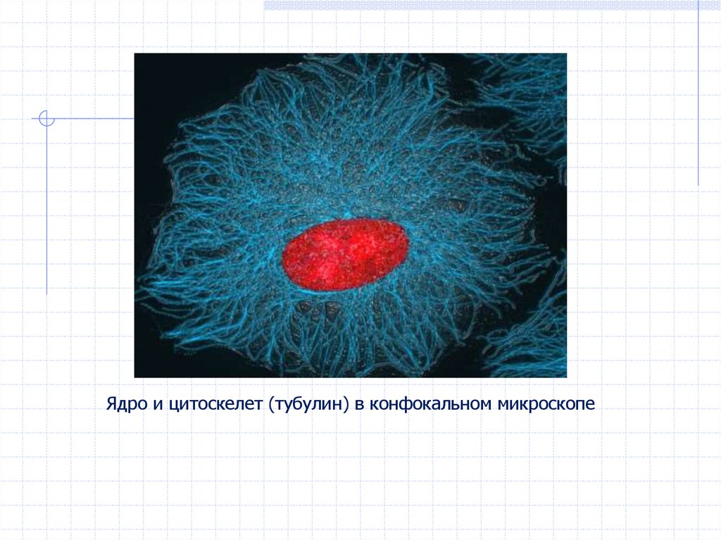 Биология раковых клеток - презентация онлайн