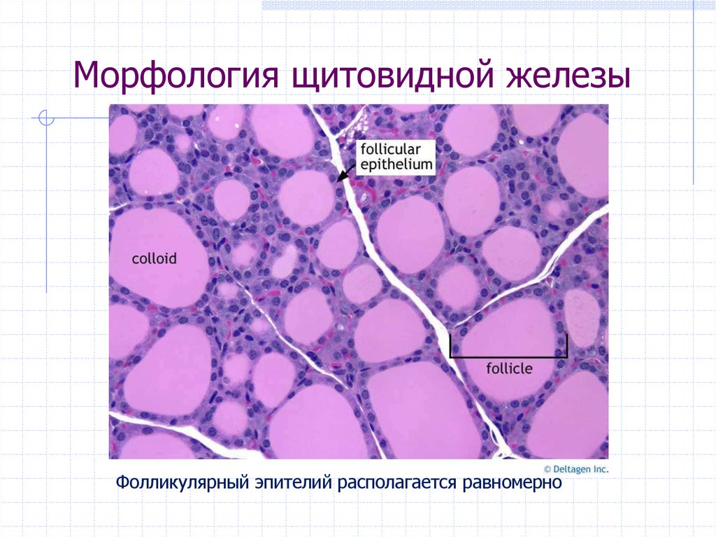 Биология раковых клеток - презентация онлайн