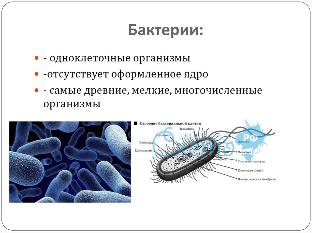 Почему бактерии считают. Одноклеточные организмы. Одноклеточные бактерии. Одноклеточные микроскопические организмы. Одноклеточные микроорганизмы и бактерии.