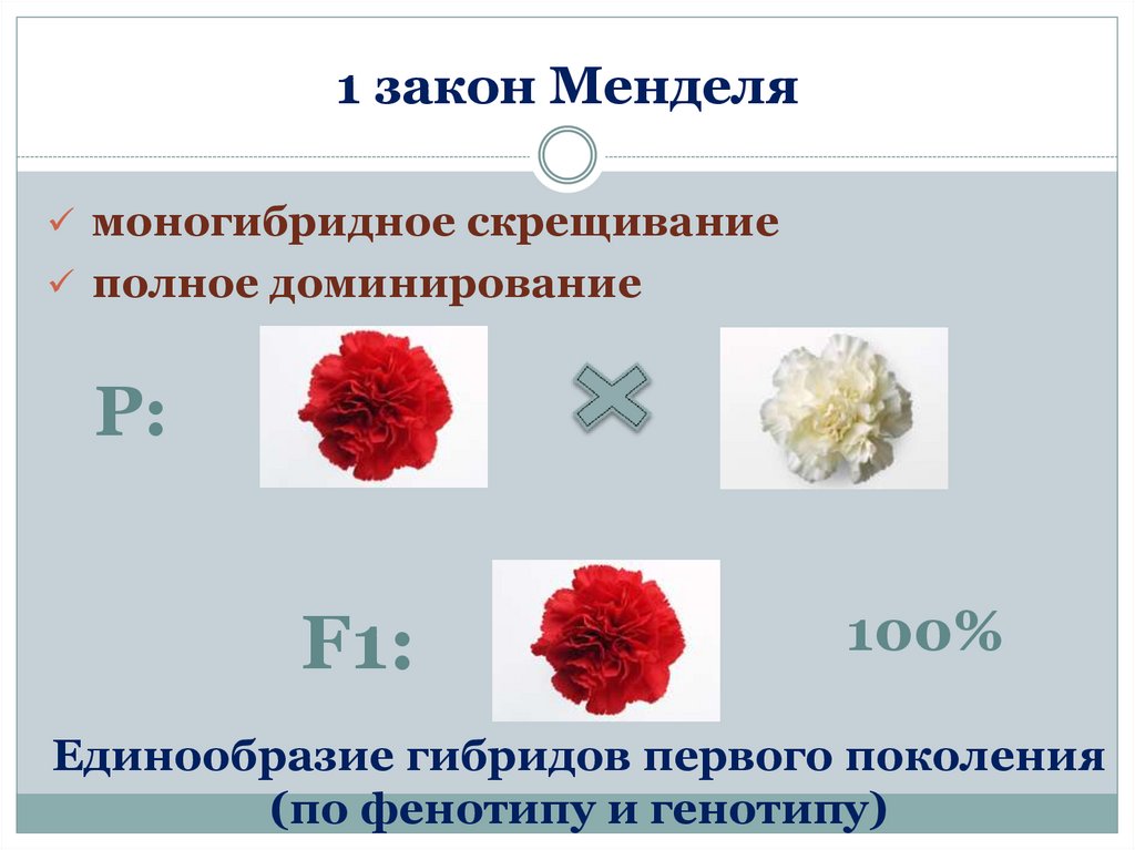 Первый закон менделя презентация