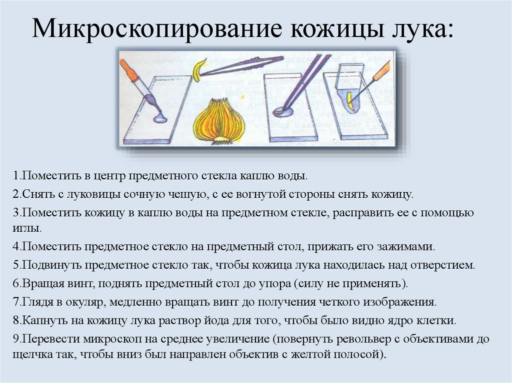 Рассмотрите рисунки составьте правильную последовательность приготовления микропрепарата эпидермиса