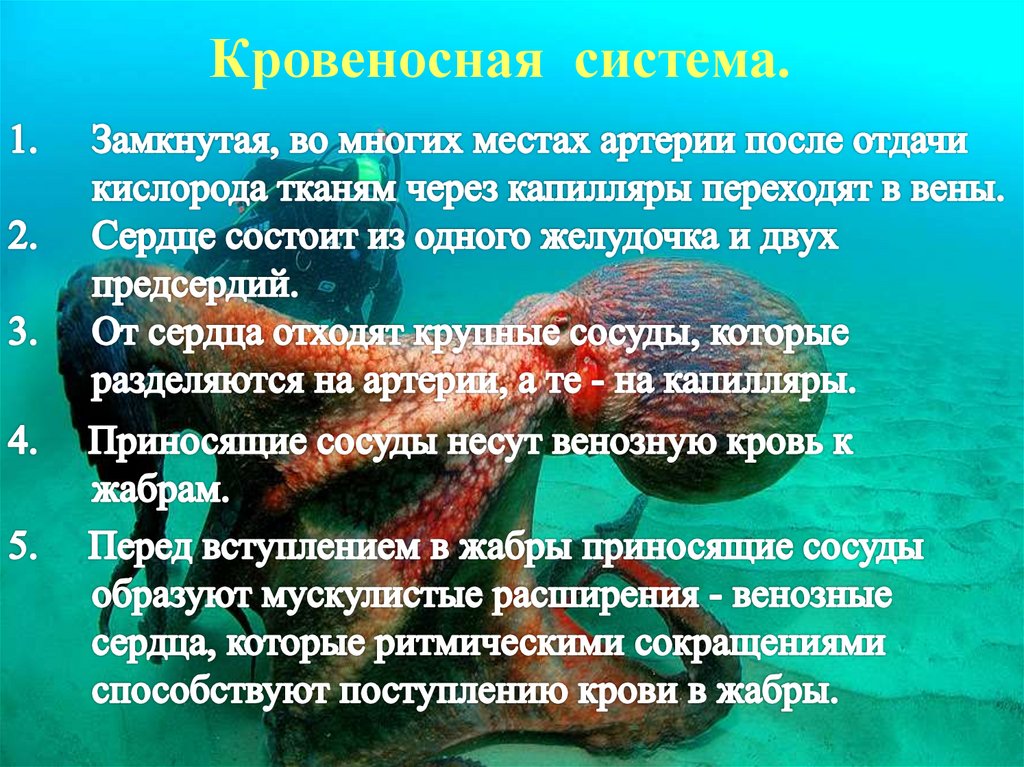 Головоногие моллюски презентация 7 класс. Кровеносная система головоногих моллюсков. Головоногие осьминог кровеносная система. Дыхательная система головоногих моллюсков. Органы дыхания класс головоногие.