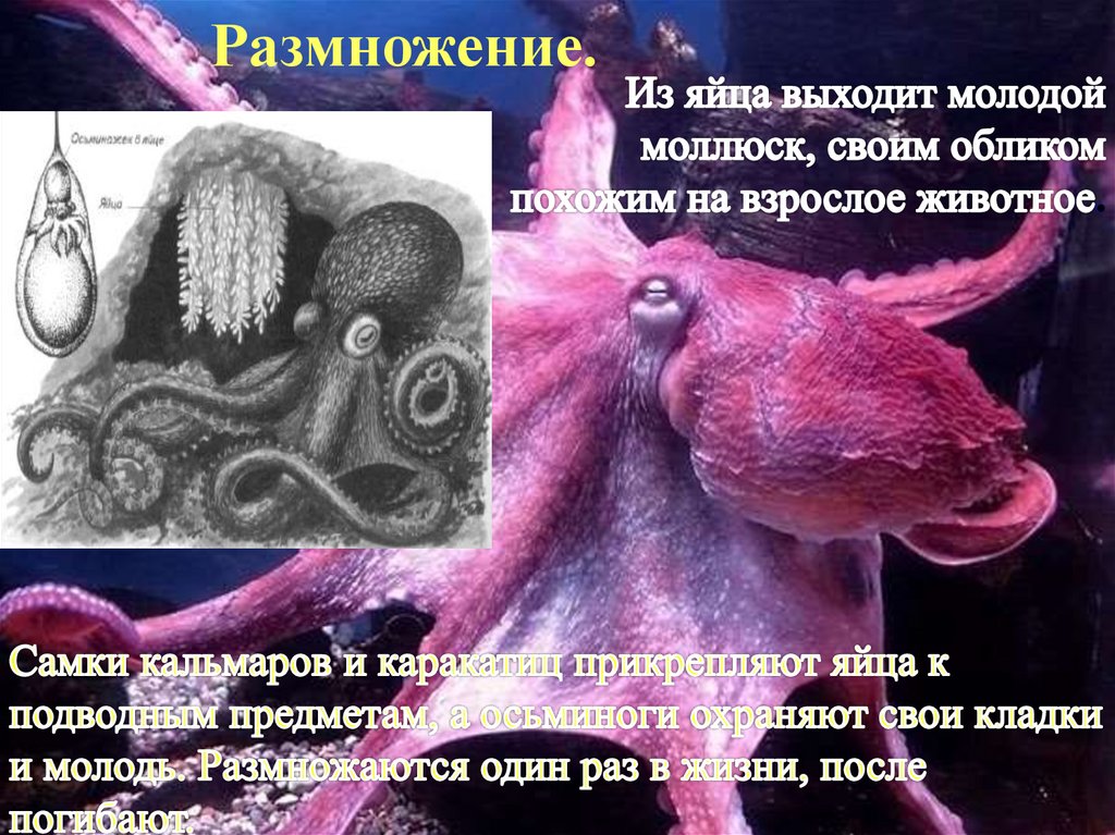 Половая головоногих. Размножение головоногих. Яйца головоногих. Головоногие моллюски цикл развития. Половая система осьминога.